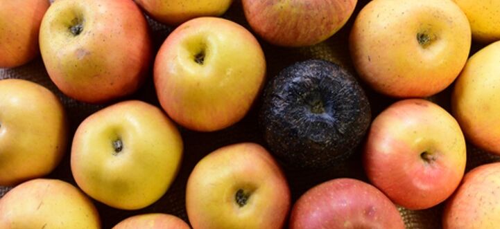 fauler_Apfel Ein schwarzer, verfaulter Apfel inmitten gesunder Äpfel. Metapher für systemische Ursachen, die Mitarbeiterfehler begünstigen.